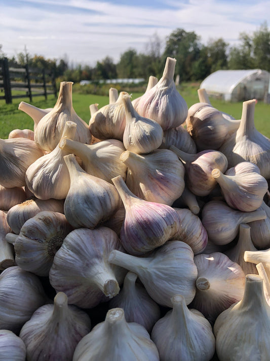 Garlic pile with view of farm in the background