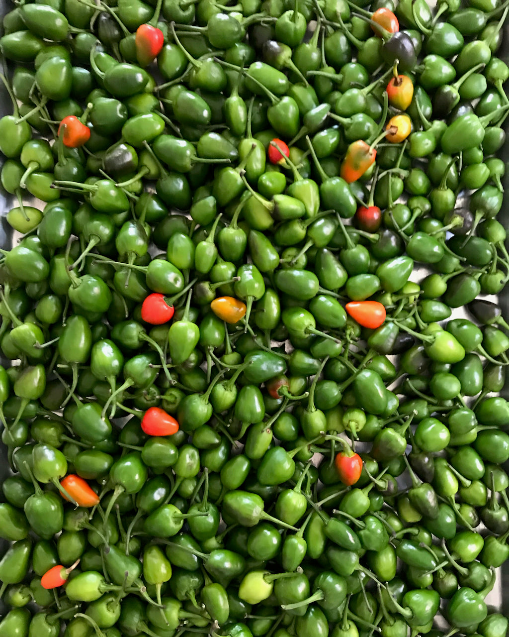 Fresh Green Dalle Peppers, 1 kg
