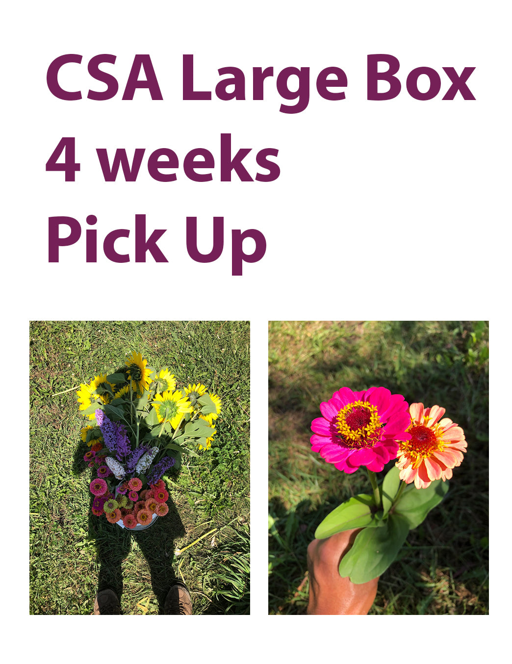 CSA Large Box, 4 Weeks, Pick Up