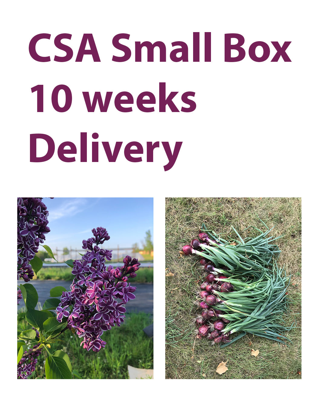 CSA Small Box, 10 Weeks, Delivery