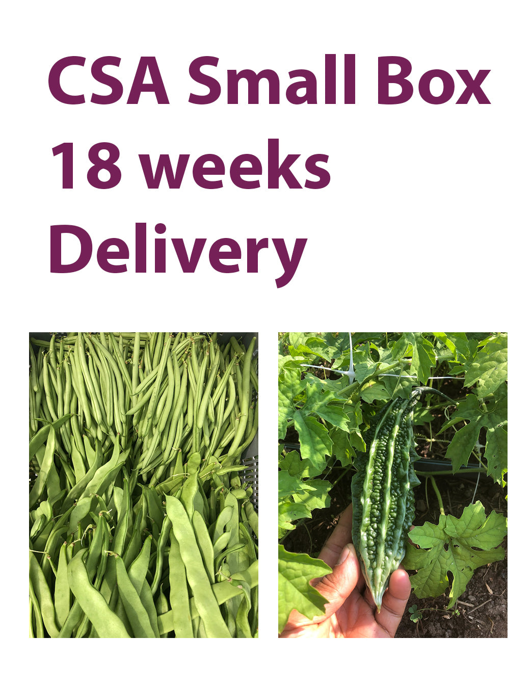 CSA Small Box, 18 Weeks, Delivery