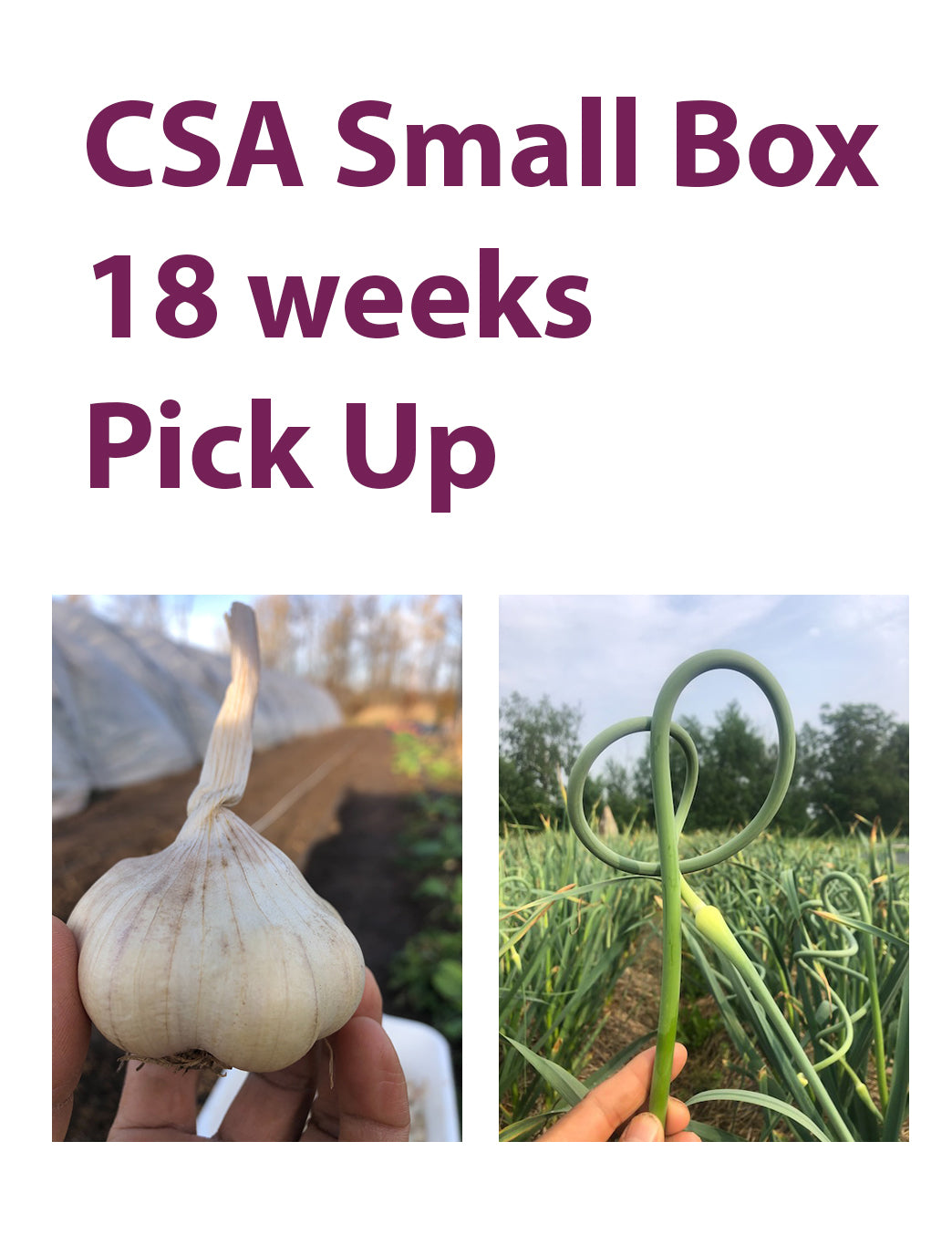 CSA Small Box, 18 weeks, Pick Up