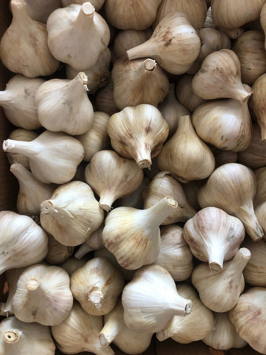 Music garlic, 1 lb