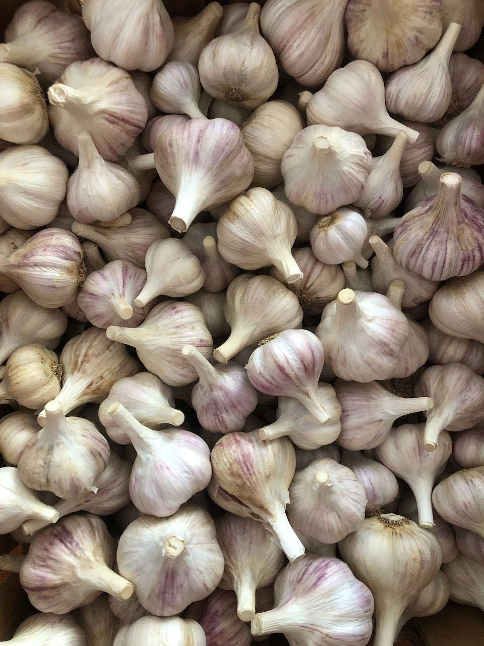 Jachlo garlic, 1 lb